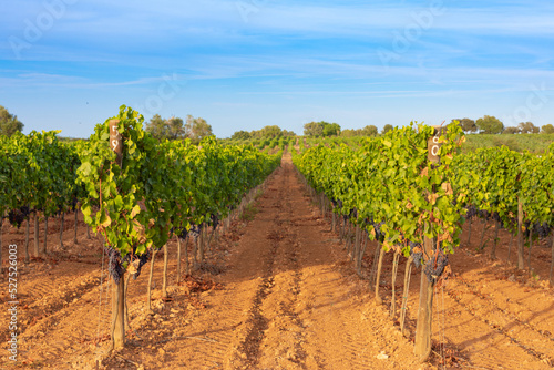 Viñedo de Mallorca al atardecer: hilera de vides con uvas de vino tinto en fechas próximas a la vendimia.