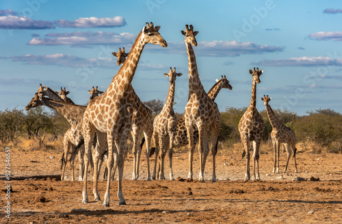 Herd of giraffe at a waterhole in the late afternoon light.