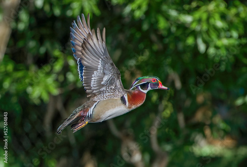 wood duck Aix sponsa male drake in flight with wings up. View of underside with feathers in great detail