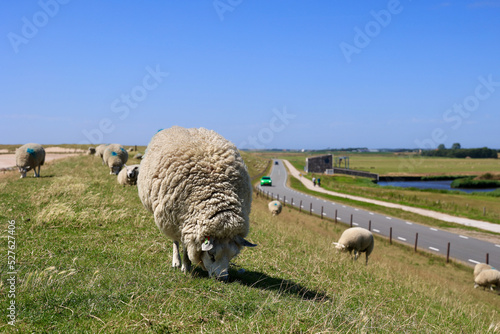 Typical dutch summer landscape of Texel island. Domestic sheep in open farm with green meadow, the Netherlands.