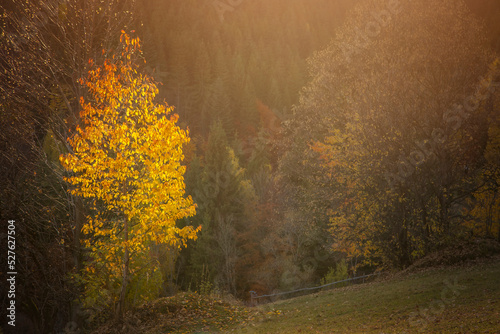 The colors and texture of autumn in beautiful sceneries, landscape, flowers and leaves 