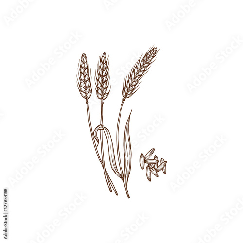 Spelt Triticum spelta dinkel or hulled wheat spike and grains isolated monochrome icon. Vector cereal crop, rye spikes, superfood bread flour ingredient. Agriculture and cultivation, organic farming