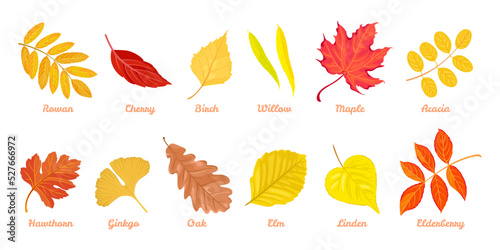 Autumn colorful leaves set. Cartoon fallen leaf of Rowan, Cherry, Birch, Willow, Maple, Acacia, Hawthorn, Ginkgo, Oak, Elm, Linden, Elderberry. Collection of vector botanical design elements.