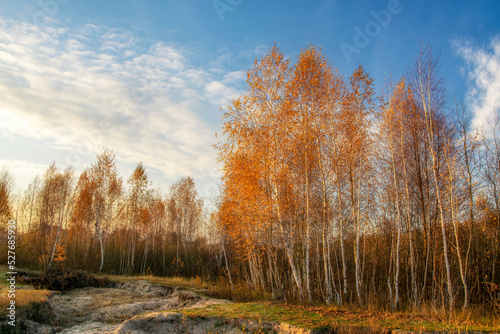 Beautiful autumn scenery with yellowed birch trees illuminated with rising sun
