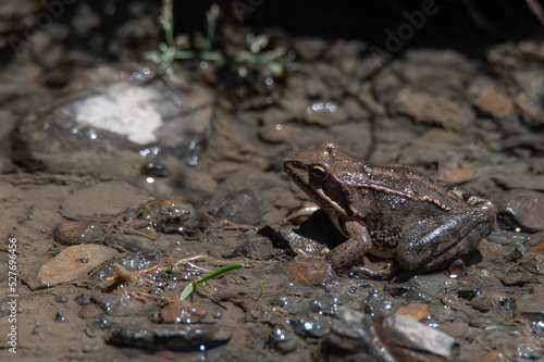 Close-up of long-legged wood frog or Rana macrocnemis