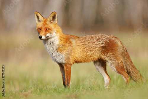 Lis (Vulpes vulpes)