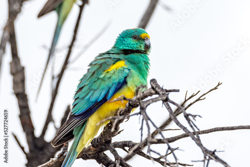Mulga Parrot in Northern Territory Australia