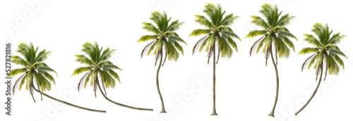 Coconut trees in different stems, Isolated on transparent background