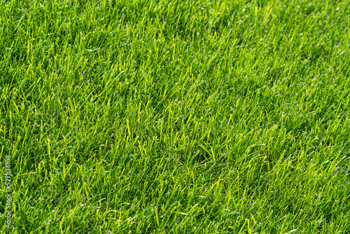 Green lawn in summer day background texture. grass