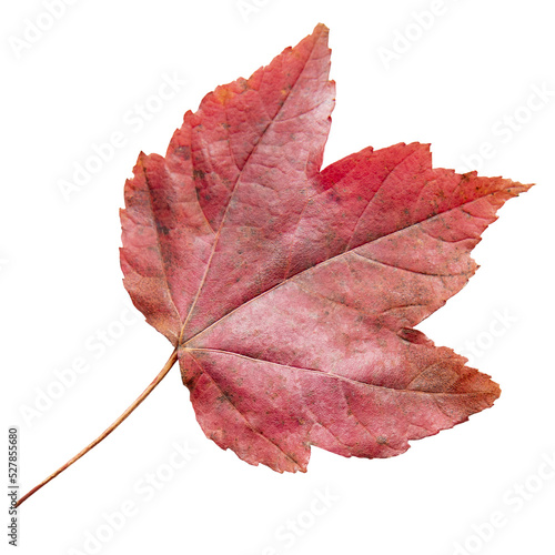 Red fall leaf png