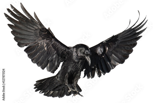 A beautiful raven (Corvus corax) in flight