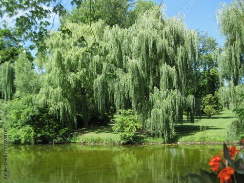 expansive weeping willow tree by pond