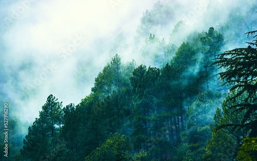 A foggy forest in Himachal Pradesh, India.