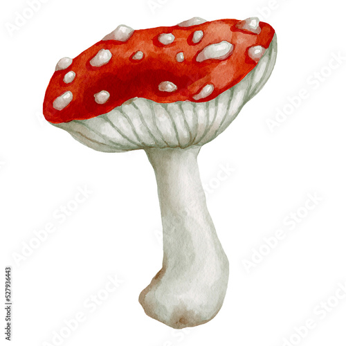 Red mushroom fly agaric.Watercolor illustration of a poisonous plant.
