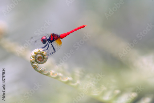 Beautiful Dragonfly From Borneo Island