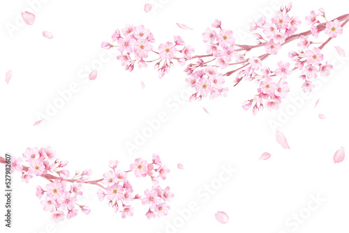 春の花：さくらと散る花びらのフレーム。左右から伸びる枝。水彩イラスト。（透過背景）