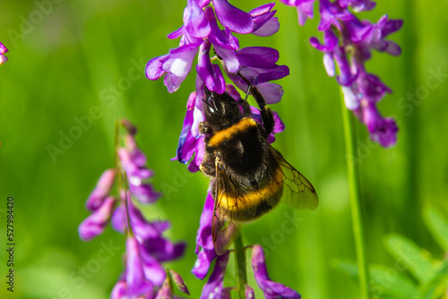 Closeup of a brown hairy worker common carder bumblebee, Bombus pascuorum, sipping nectar from the purple flowers of Birds vetch