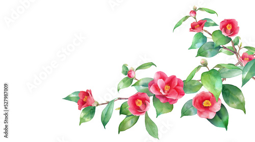 冬の花。赤い椿の水彩イラスト。右から伸びる枝。ヤブツバキのバナー背景。（透過背景）