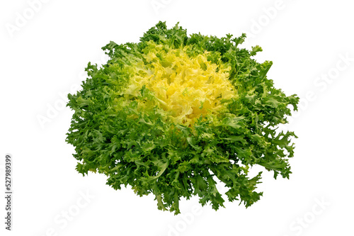 Endyve or cichorium endivia or frisee salad head isolated transparent png