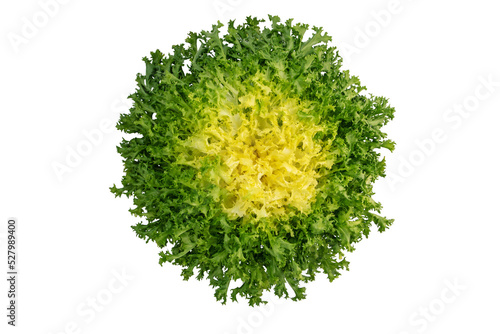 Endyve or frisee or cichorium endivia salad head top view isolated transparent png