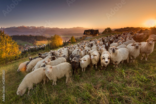 Sheep grazing in the pasture, with a view of the Tatra Mountains. Giewont, Poland. Owce na wypasie na hali, z widokiem na Tatry, giewont i podhale, jesień. Miejscwość Gliczarów Górny. 