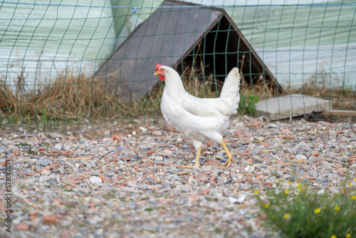 white chicken on a farm. White leghorn (livorno) chicken (known for laying the most eggs of all chickens) 