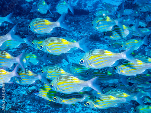 Beautiful fishes of Reunion island during leisure scuba diving