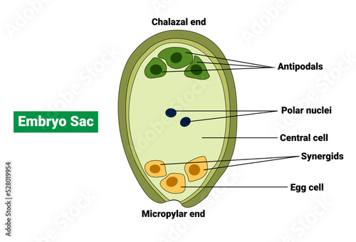 Embryo sac of an Angiosperm