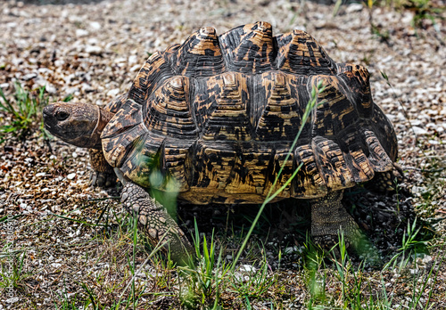 Leopard tortoise crawls on the ground. Latin name - Stigmochelys pardalis