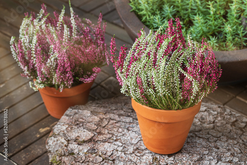 Blooming white and pink heather flowers (calluna vulgaris L.) in clay pot on wooden terrace floor in garden in sunny day.