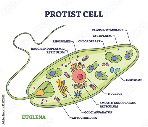 Protist cell anatomy with euglena microorganism structure outline diagram. Labeled educational scheme with green organism parts description vector illustration. Eukaryotic biological inner structure.