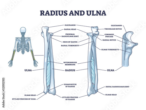 Radius and ulna bone anatomy with arm skeletal structure outline diagram. Labeled educational scheme with upper body parts and hand long bones vector illustration. Detailed physiological description.