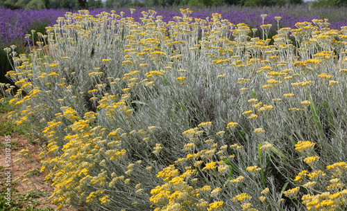 yellow flowers of helichrysum plant in the cultivated field
