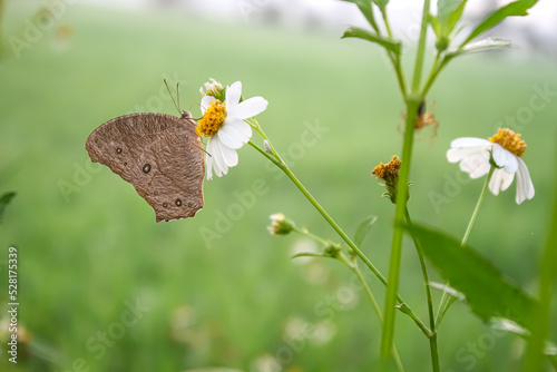 Melanitis leda butterfly on a flower