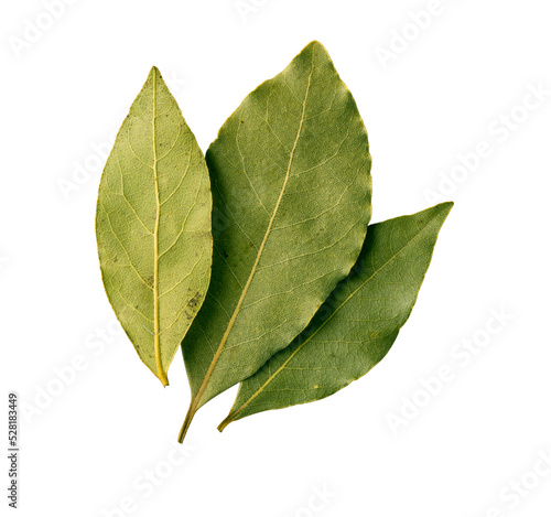 bay leaf on transporent background,