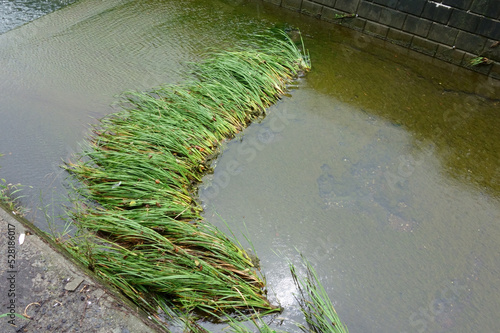 河川増水の濁流になぎ倒された水の中の羅列葦の草草模様