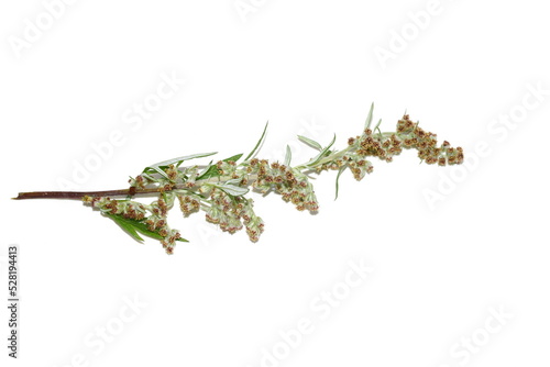 Closeup on the allergen plant common mugwort Artemisia vulgaris isolated on white background