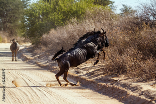 Blue wildebeest jumping over savari road in Kgalagadi transfrontier park, South Africa ; Specie Connochaetes taurinus family of Bovidae
