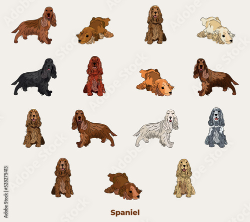 Cocker Spaniel breed, dog pedigree drawing. Cute dog characters in various poses, designs for prints adorable and cute English Cocker Spaniel cartoon vector set, in different poses.