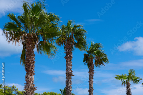 Pierzaste liście palm lśnią na wietrze, a ich pnie ciekawią strukturą.