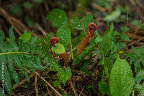 Fiddlehead growing in the middle of the forest