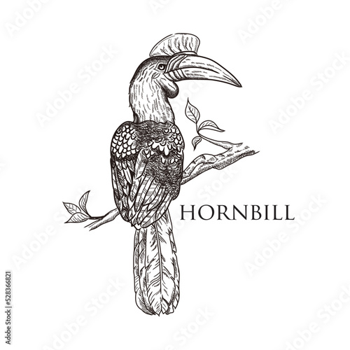 vector drawing black color hornbill on white background