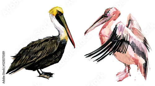 Pelican bird isolated on white watercolor illustration
