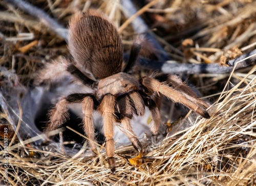 Closeup shot of a brown tarantula spider in a forest in Arizona on a sunny day
