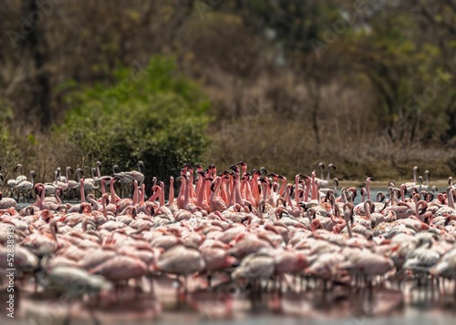 Beautiful view of flamboyance in a lake