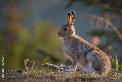 Snowshoe hare (Lepus americanus) in a meadow