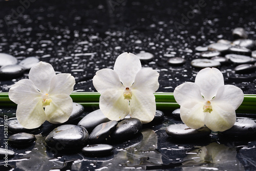 still life of with white orchid on zen black stones and long leaves on wet background