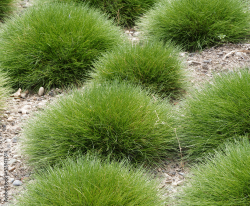 Festuca gautieri | Spiky fescue or bearskin fescue, green grass with bare stalks cultivated in a rock garden