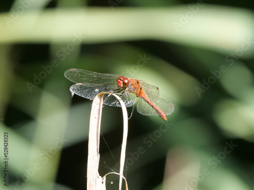 Auf einem Schilfblatt sitzendes Männchen der Blutroten Heidelibelle, Sympetrum sanguineum schräg von vorne