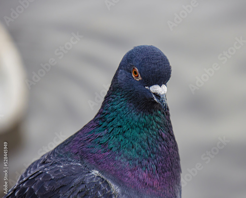 A portrait of a pigeon with its eyes looking forward